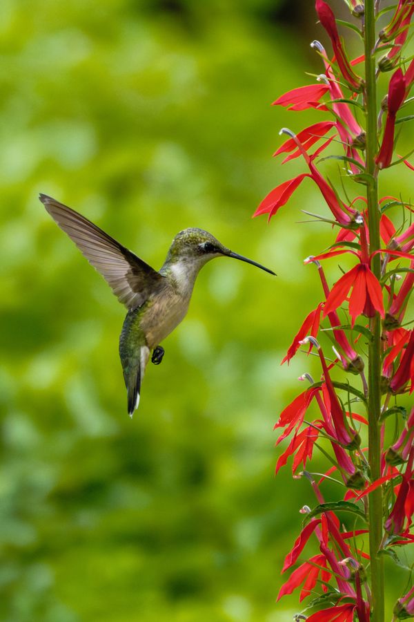 Ruby-throated Hummingbird, hovering