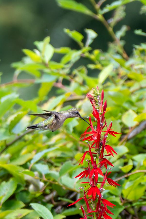 Ruby-throated Hummingbird