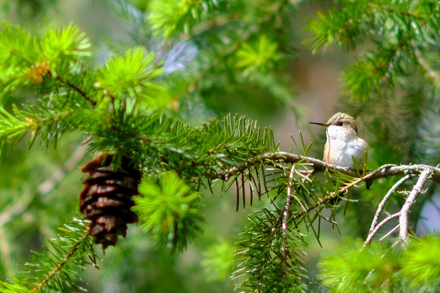 Rufous Hummingbird in the spruce