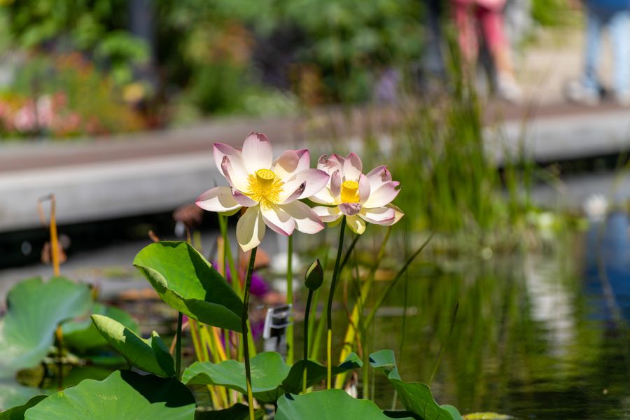 Sacred lotus