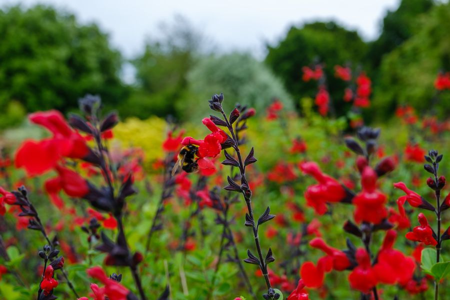 Salvia and a bumblebee