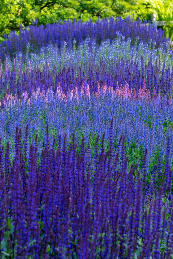 Salvia