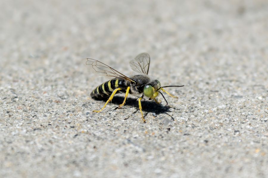 Sand wasp