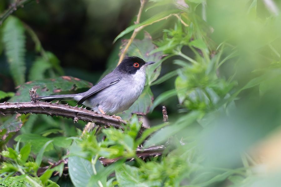 Sardinian Warbler