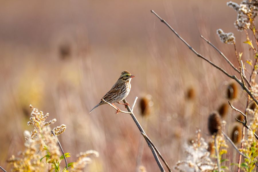 Savannah Sparrow