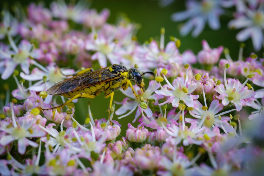 Sawfly on hogweed