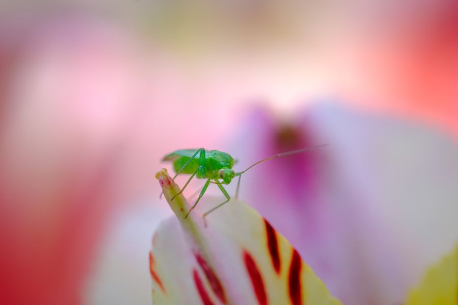 Shield bug nymph