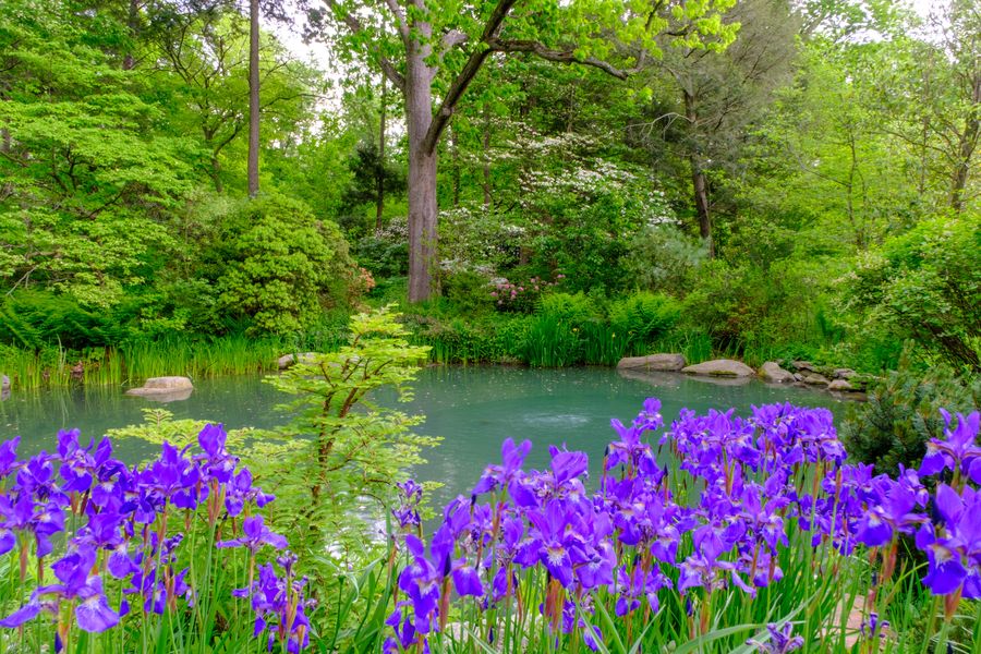 Siberian Iris
