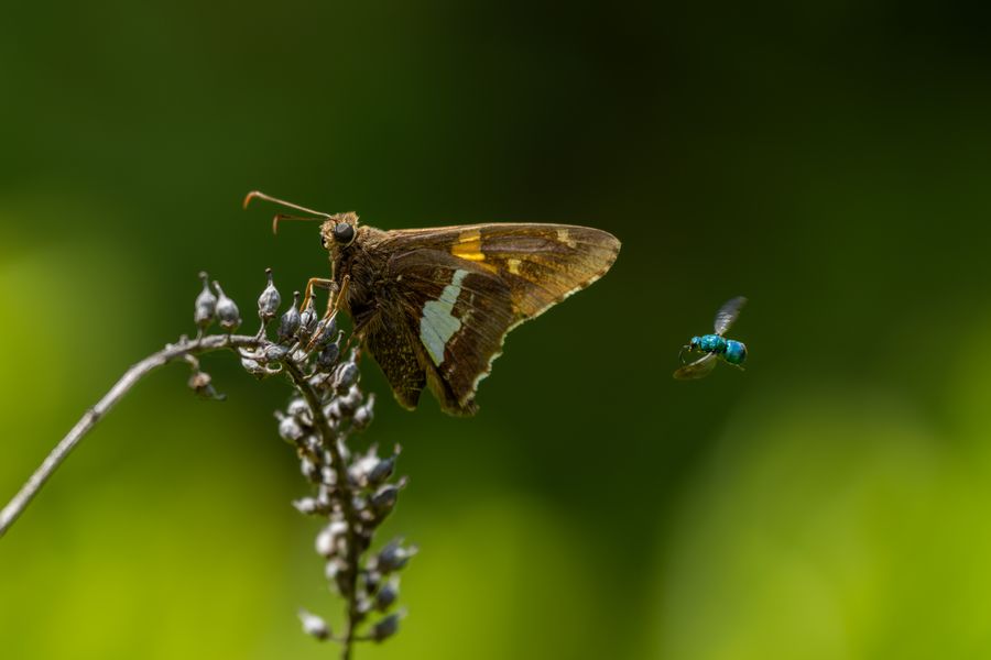 Silver-spotted Skipper