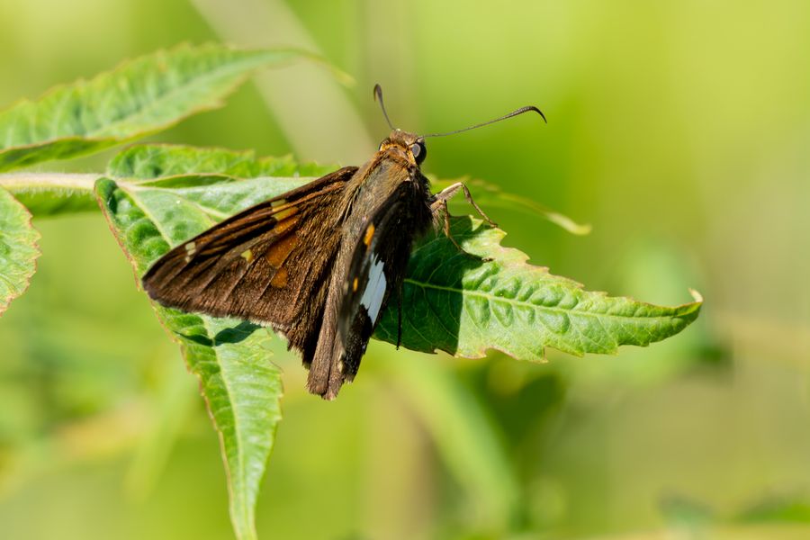 Silver-spotted Skipper