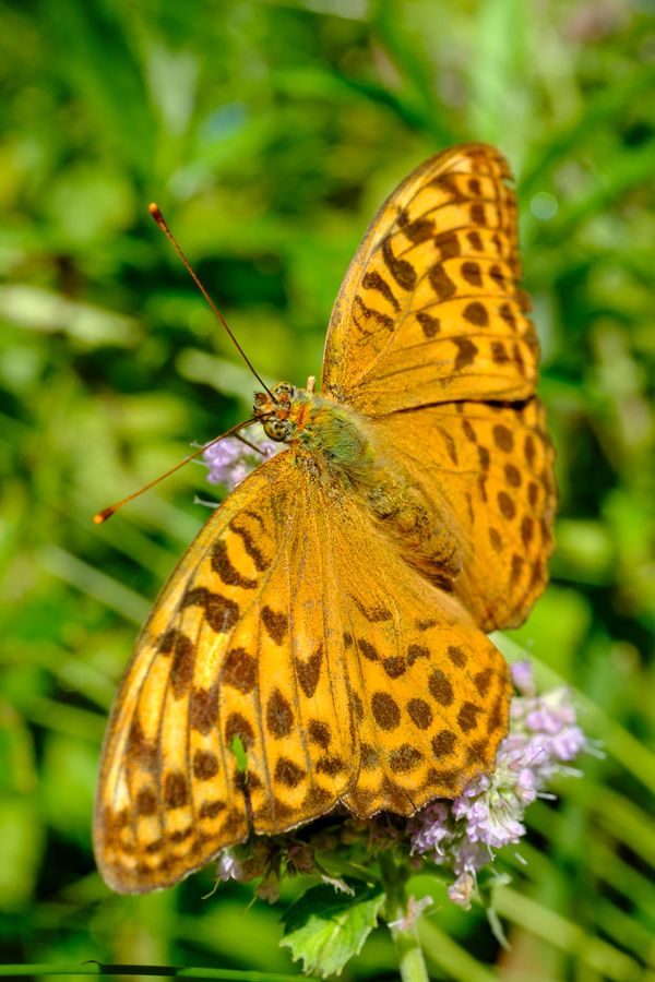 Silver-washed Fritillary on mint