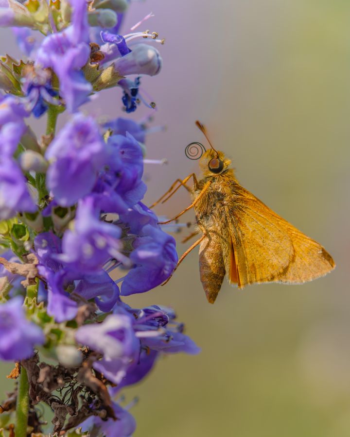 Skipper