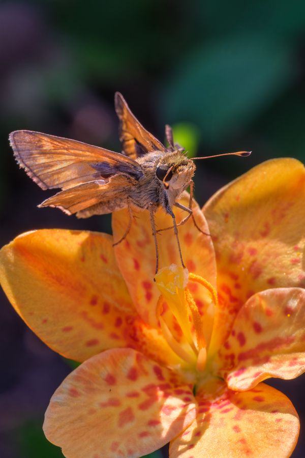 Skipper on a spotted lily