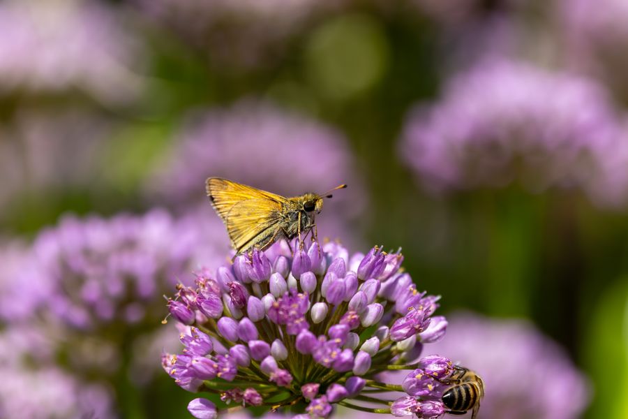 Skipper on allium