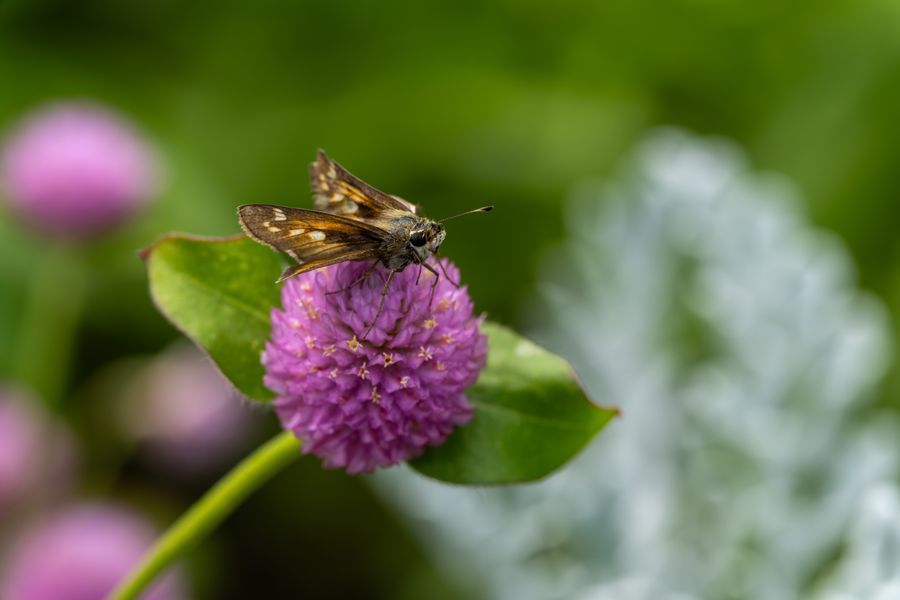 Skipper on globe amaranth