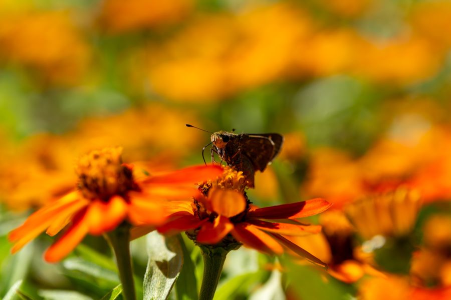 Skipper on Mexican sunflower