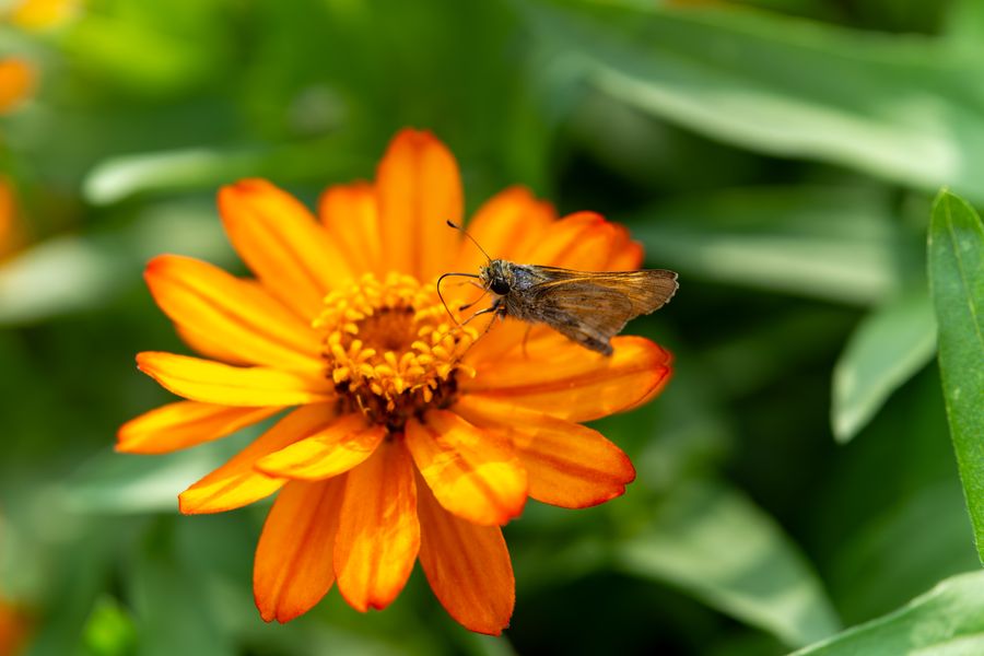 Skipper