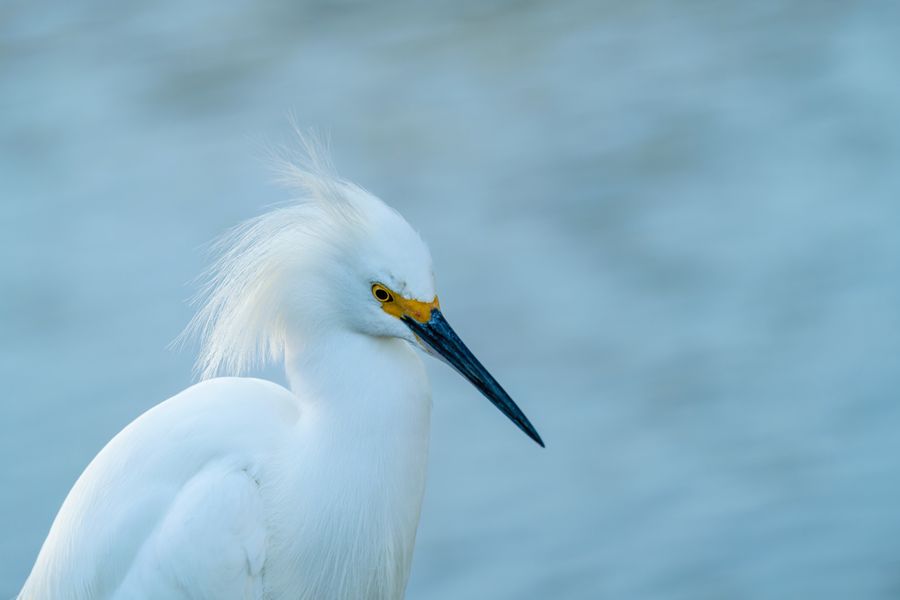 Snowy Egret, breeding plumes