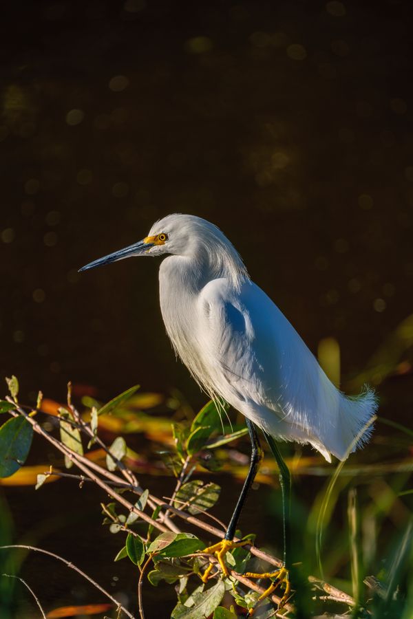 Snowy Egret, evening light
