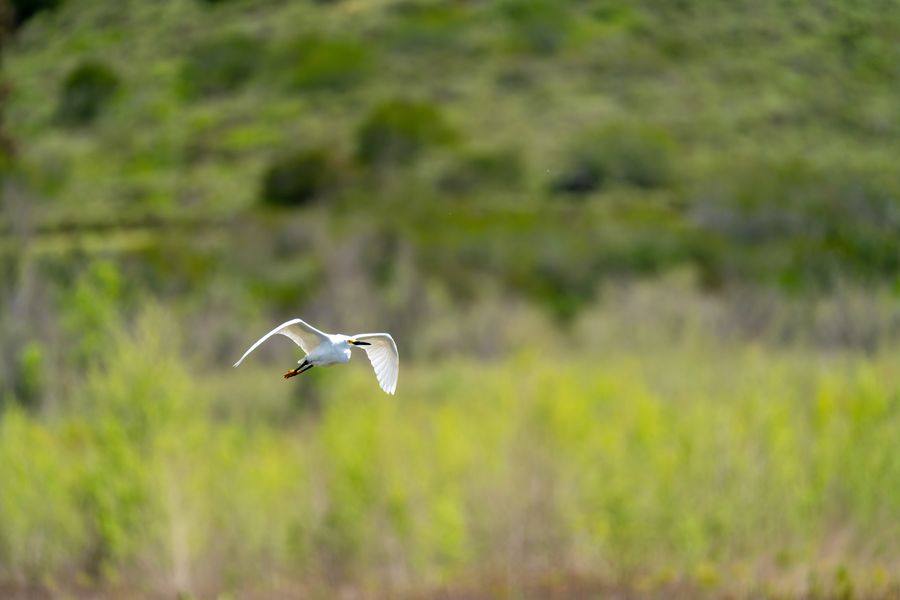 Snowy Egret in flight