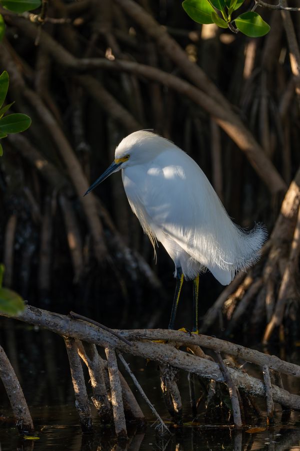 Snowy Egret on a mangrove root