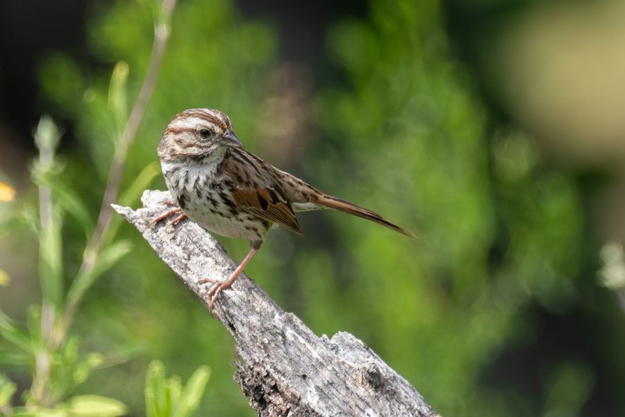 Song Sparrow