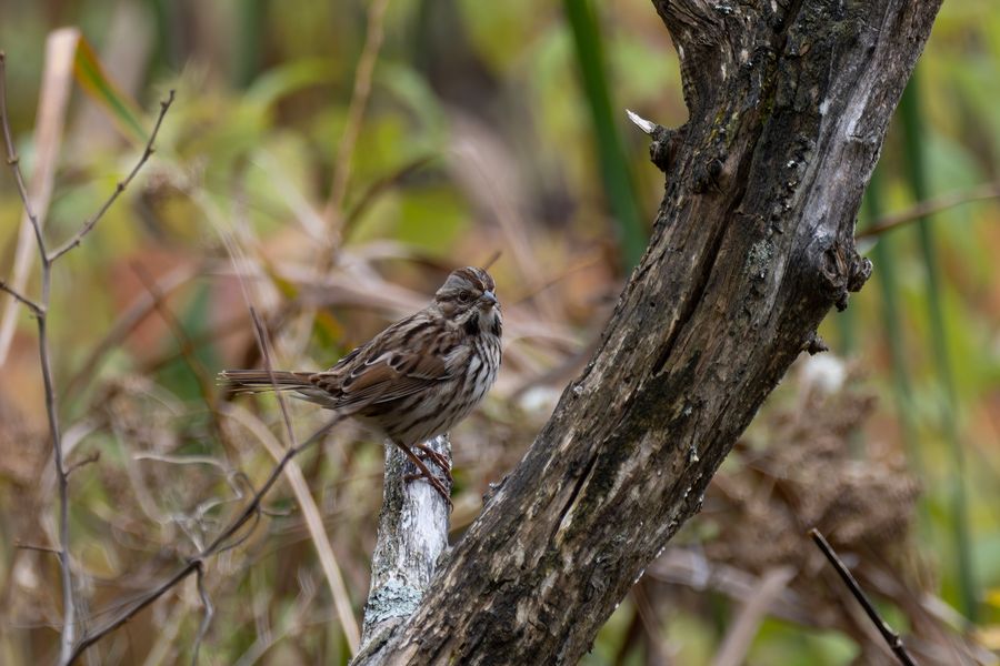Song Sparrow, marsh edge