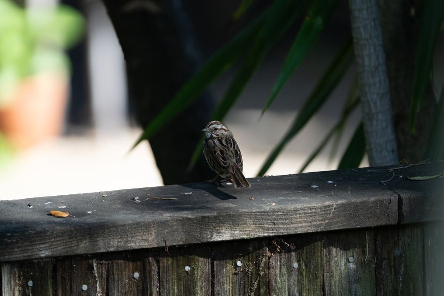 Song Sparrow on a fence rail