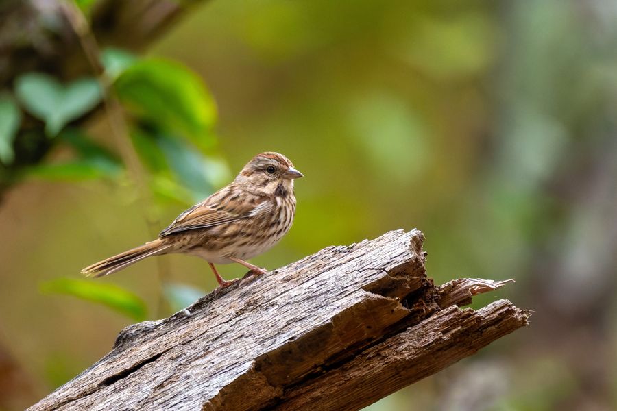 Song Sparrow on a log