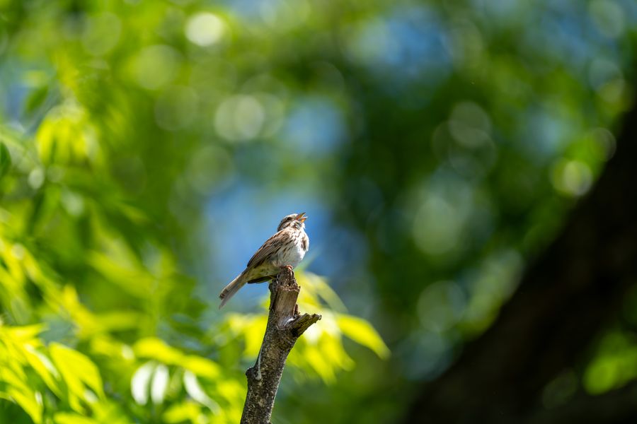 Song Sparrow, singing
