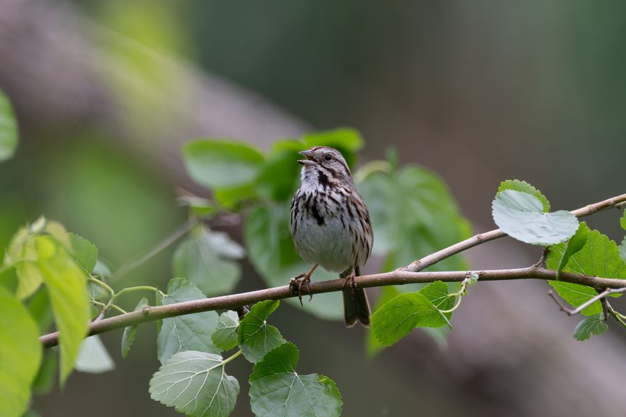 Song Sparrow singing