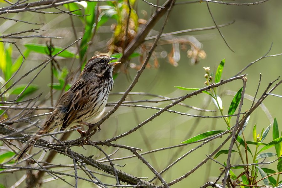 Song Sparrow