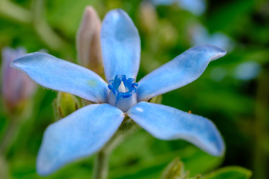 Southern Star