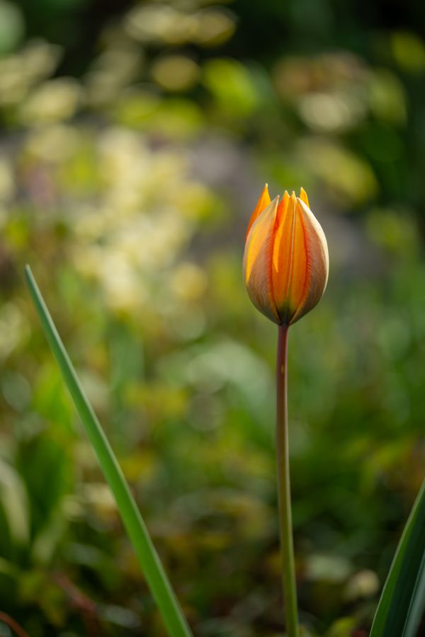 Species Tulip