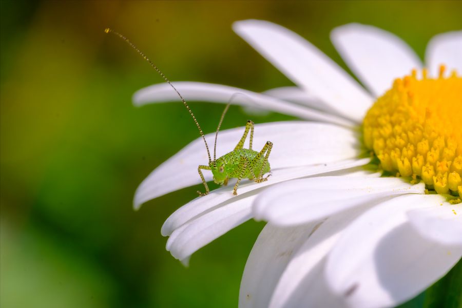 Speckled Bush-cricket nymph