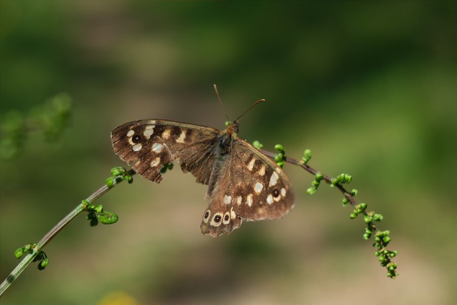 Speckled Wood