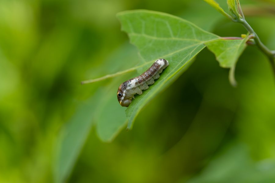 Spicebush Swallowtail caterpillar