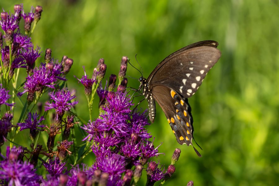 Spicebush Swallowtail on ironweed