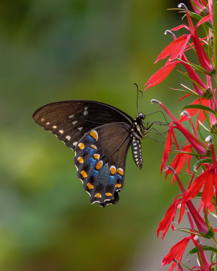 Spicebush Swallowtail, reaching in