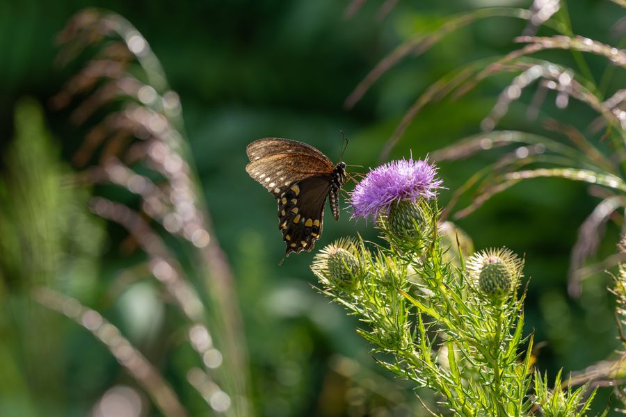 Spicebush Swallowtail, underside