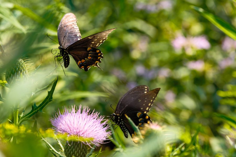 Spicebush Swallowtails on thistle