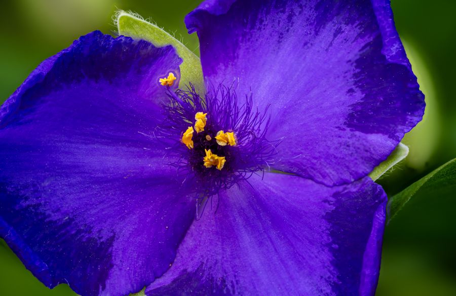 Spiderwort
