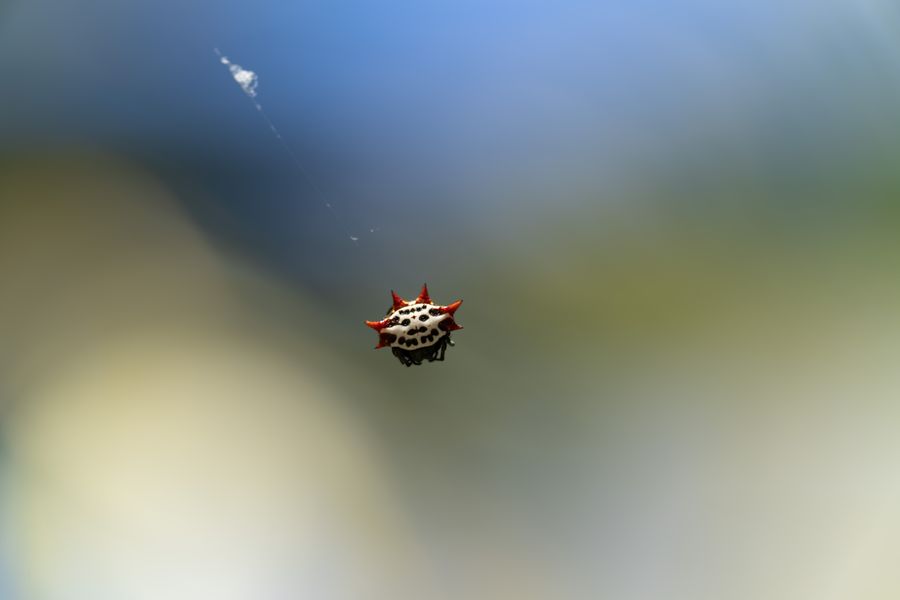 Spinybacked Orbweaver