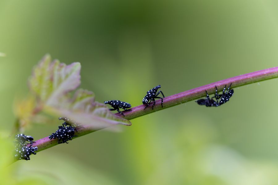 Spotted Lanternfly nymphs