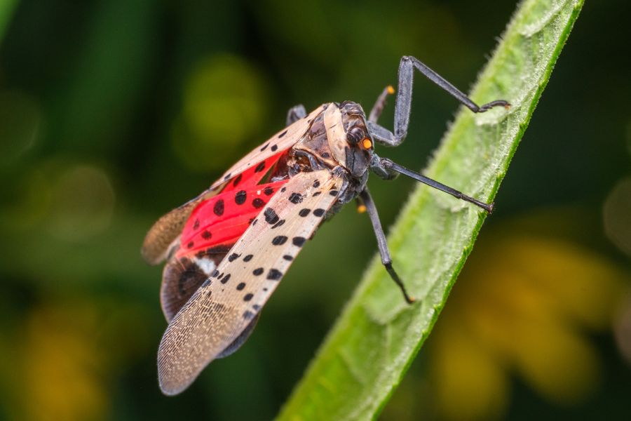 Spotted Lanternfly