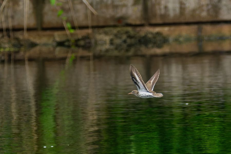 Spotted Sandpiper in flight