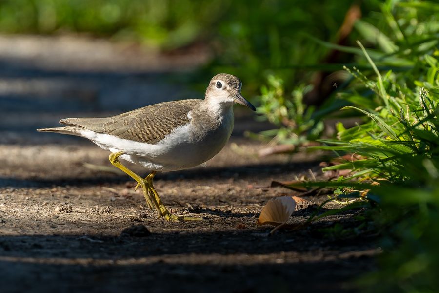 Spotted Sandpiper