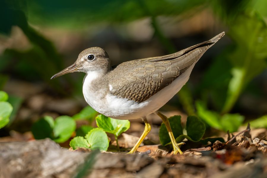 Spotted Sandpiper, walking