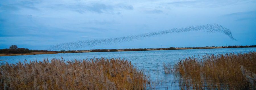 Starling murmuration over the reserve