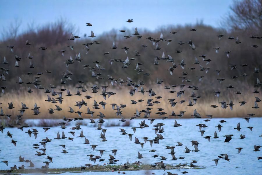 Starlings over the reserve